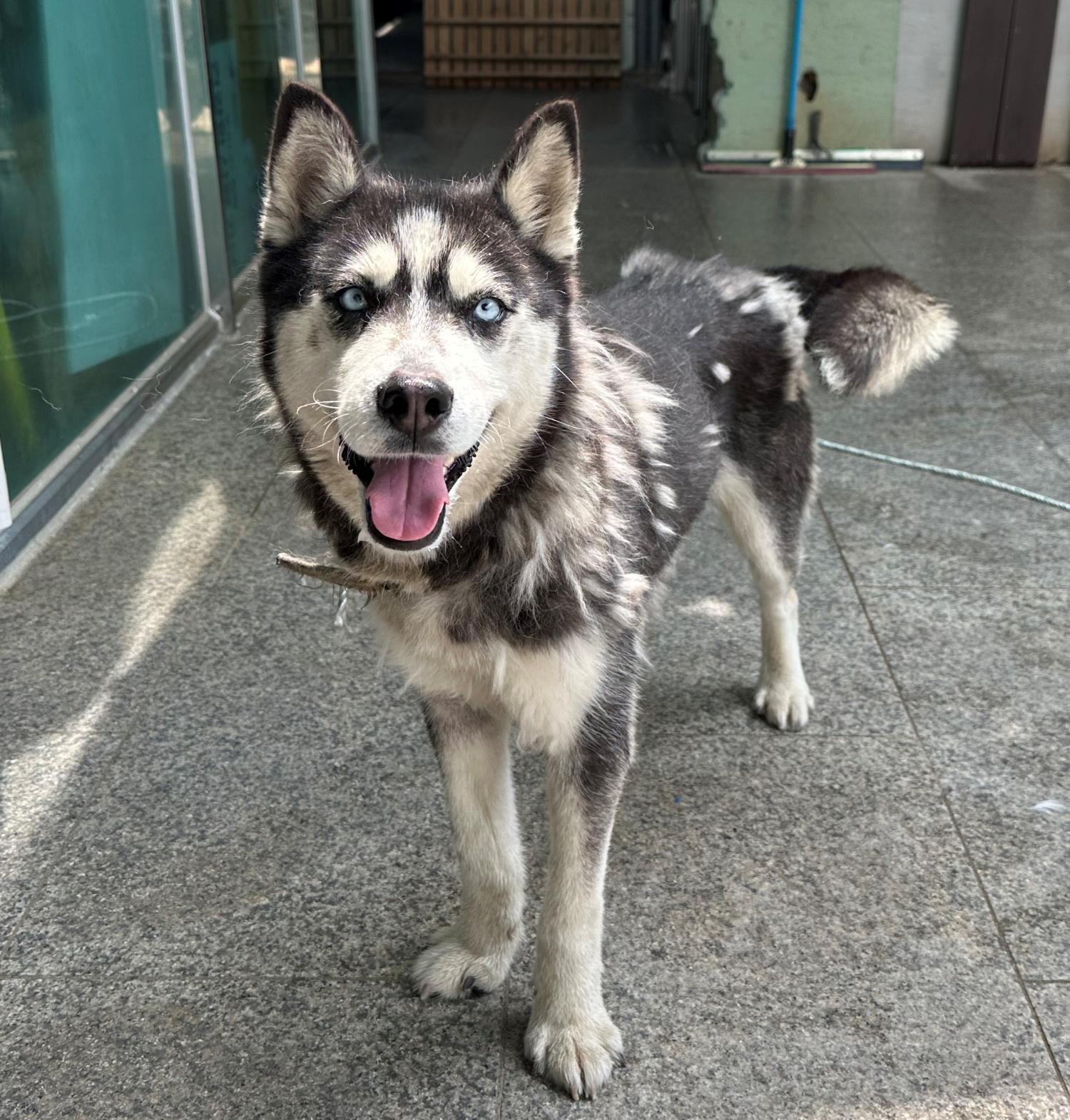 광주 동물보호소_429362202300346